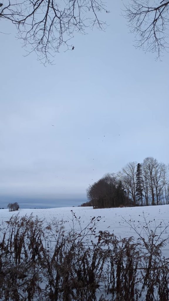 Eagles flying over a snow covered field.