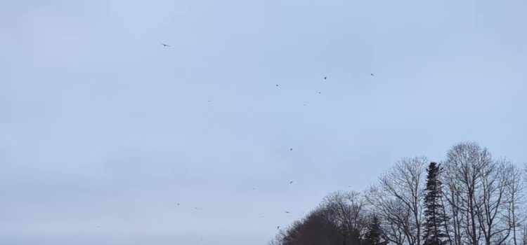 Happy Holidays Eagles flying over a snow covered field.