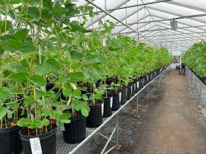 Plants growing in a greenhouse. 