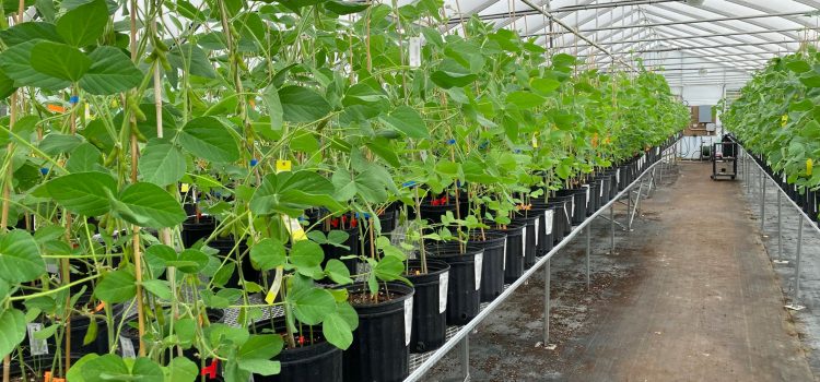 Plants growing in a greenhouse.