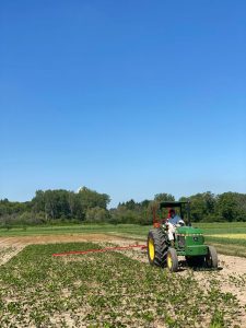 Person on a tractor in a canola field. 