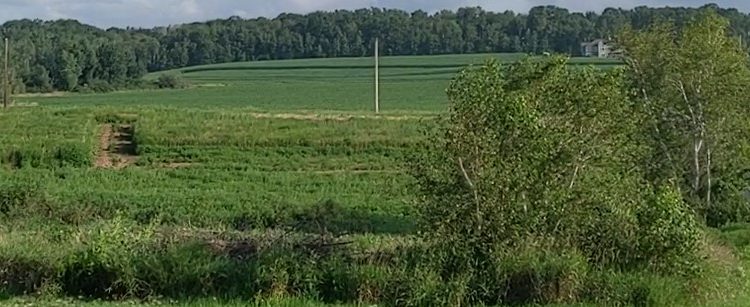 A crop field.