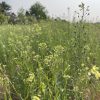 Winter camelina in June