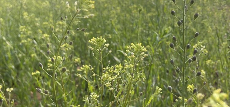 Winter camelina in June ECODA winter camelina.