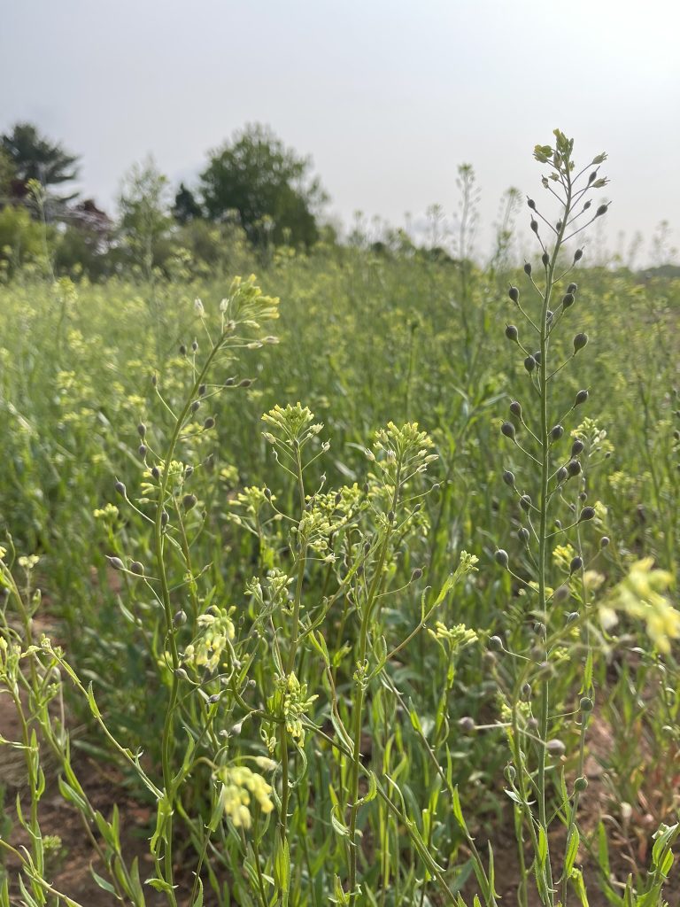 ECODA winter camelina.