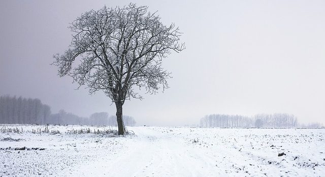 Tree in a snowy field.