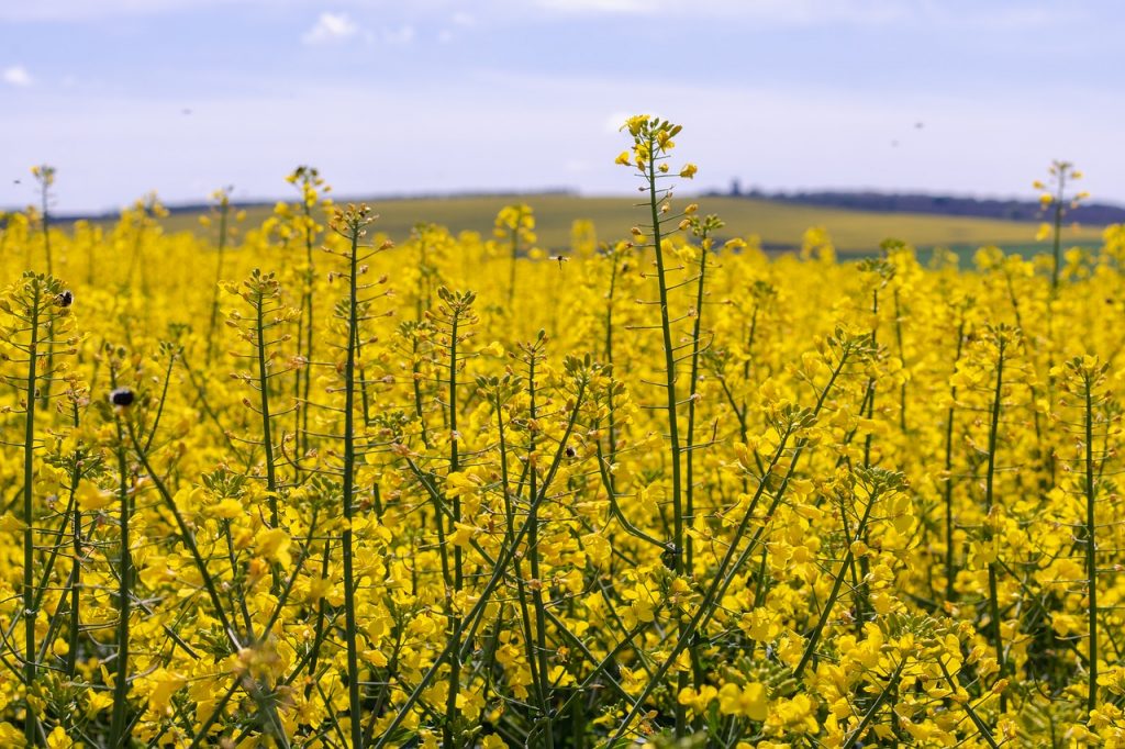 A field of yellow canola flowers.
