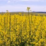 Canola.