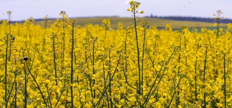 Canola Week 2020