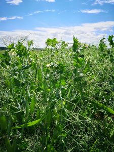 Peas, a plant-based protein, growing in the sun.