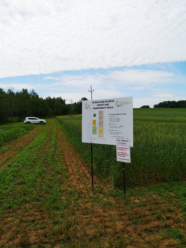 A field with a mixture of trials planted in it such as barley and camelina.