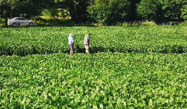 Summer Open House Highlights Cereals and Oilseeds