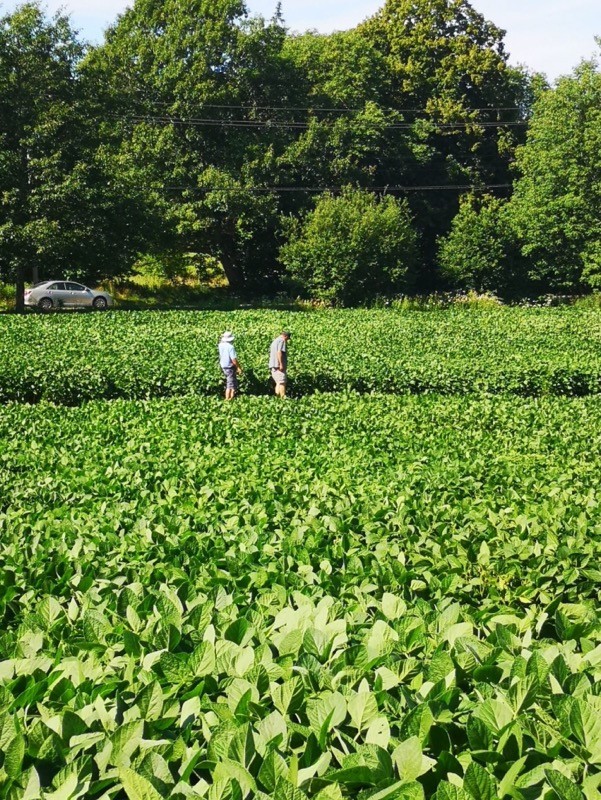 Two people standing in a field of soybeans.