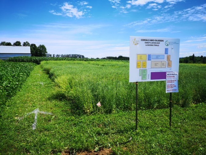 Green fields with a barn in the distance. A white arrow painted on the ground is pointing the way through the crops.