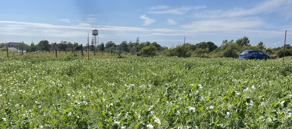 Photo: pea and camelina intercrops.