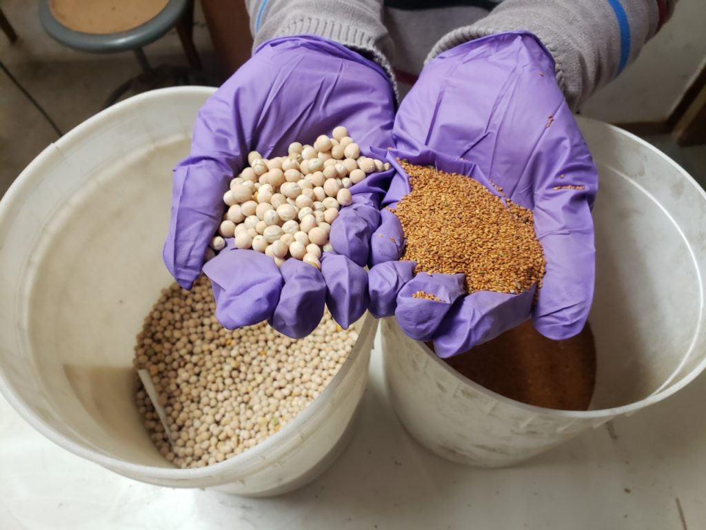 Photo of seeds being held in a person's hands.