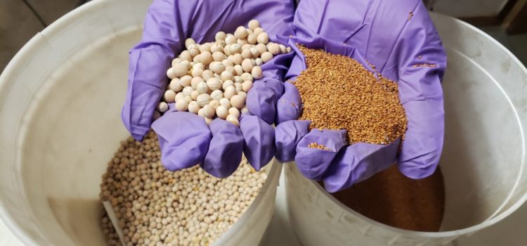 Photo of seeds being held in a person's hands.