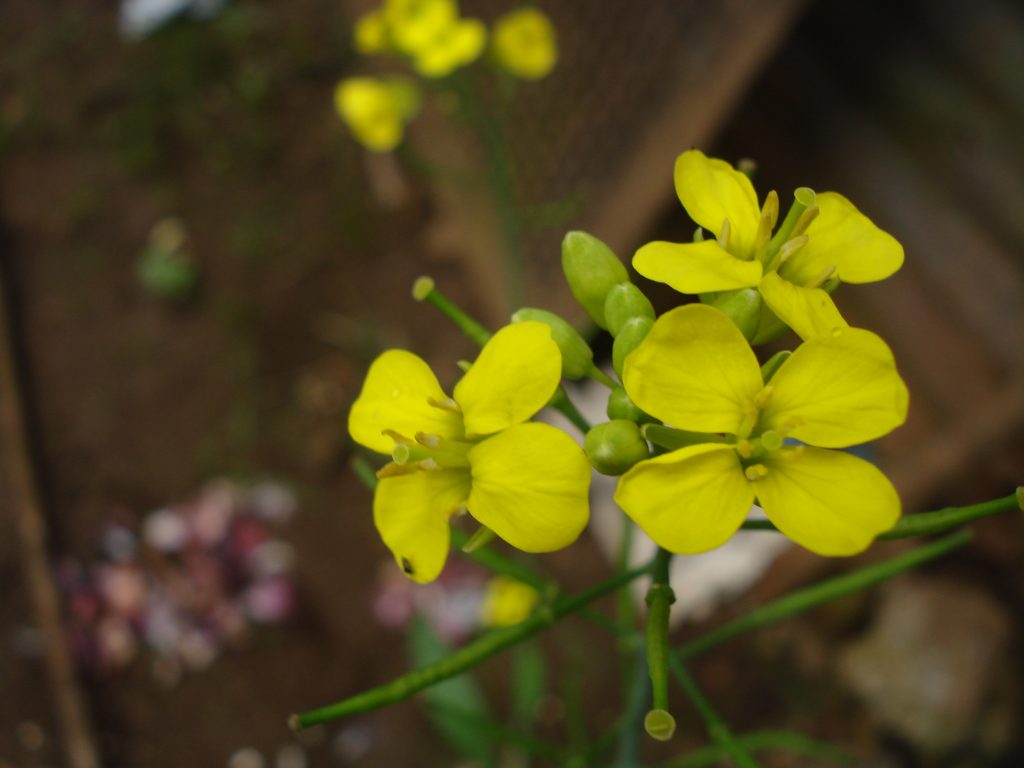 Mustard flowers growing in a field. 