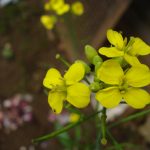 Mustard flower growing in a field. 