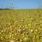 Camelina growing in a field. 