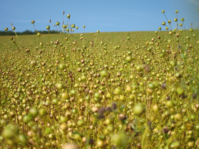 A crop of Camelina sativa growing in a field.