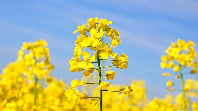 Canola growing in a field. 