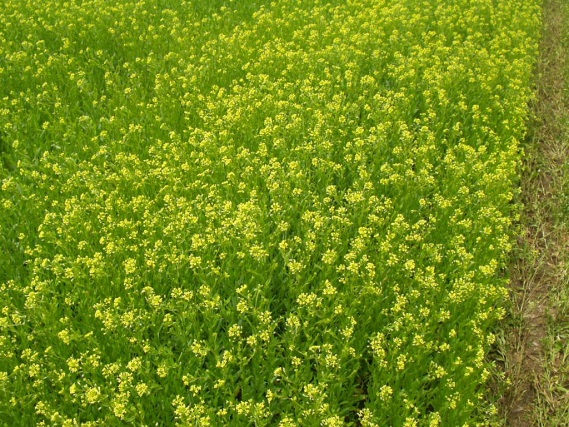 Canola growing in a field.