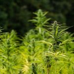 Hemp growing in a field. 