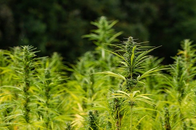 Hemp growing in a field. 