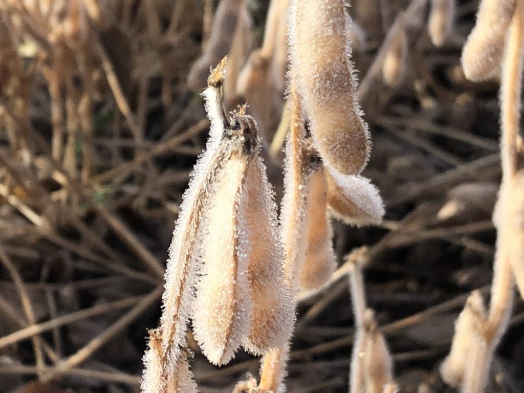 Soybeans with dew on them. 