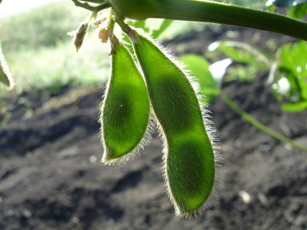 Soybeans growing in a field.