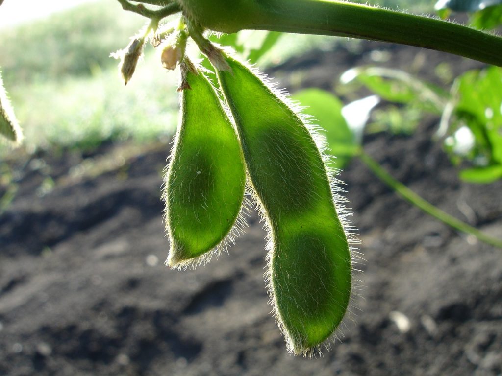 Soybeans growing in a field. 