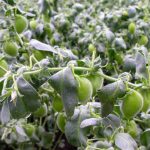 Chickpeas growing in a field. 