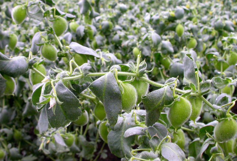 Chickpeas growing in a field. 