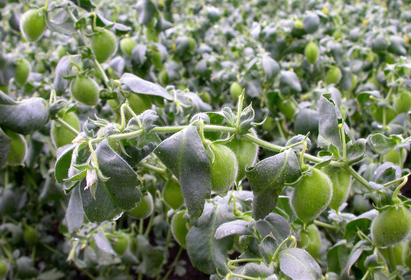 Chickpeas growing in a field.